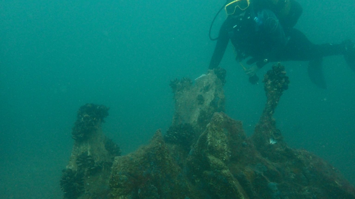 Уникална вкаменена гора в изложба