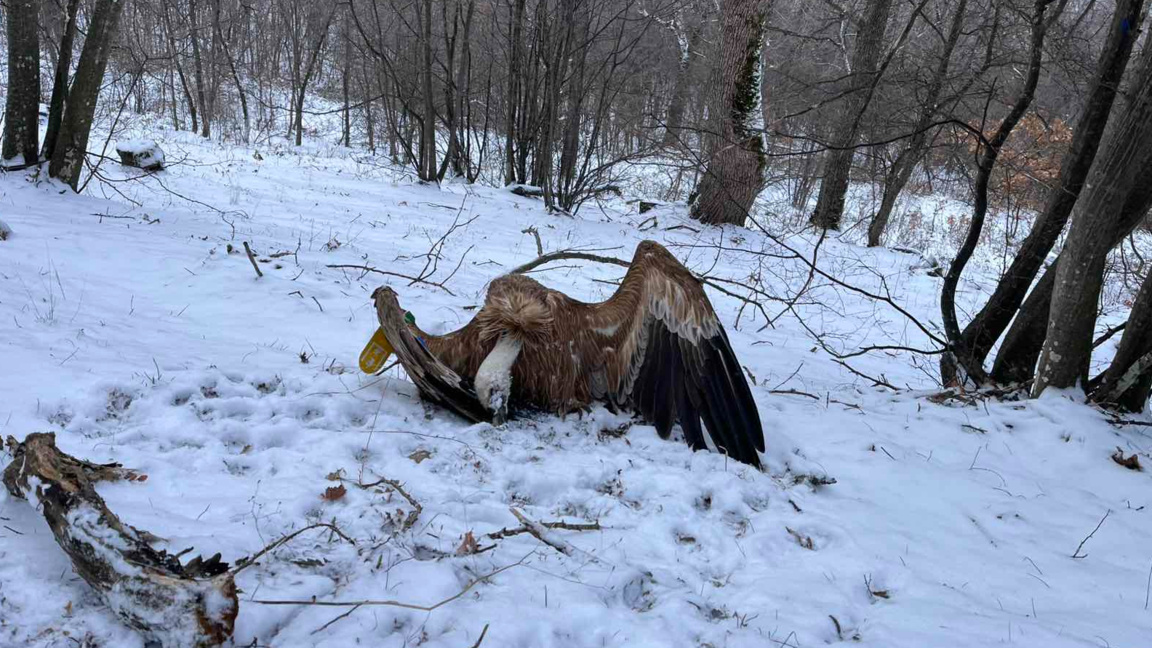 Пет са отровените лешояди в Котленско, и...