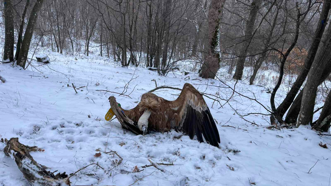 Пет са отровените лешояди в Котленско, и...