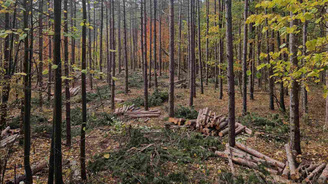 Добивът на дървесина в България през 2025 г. е рекордно слаб